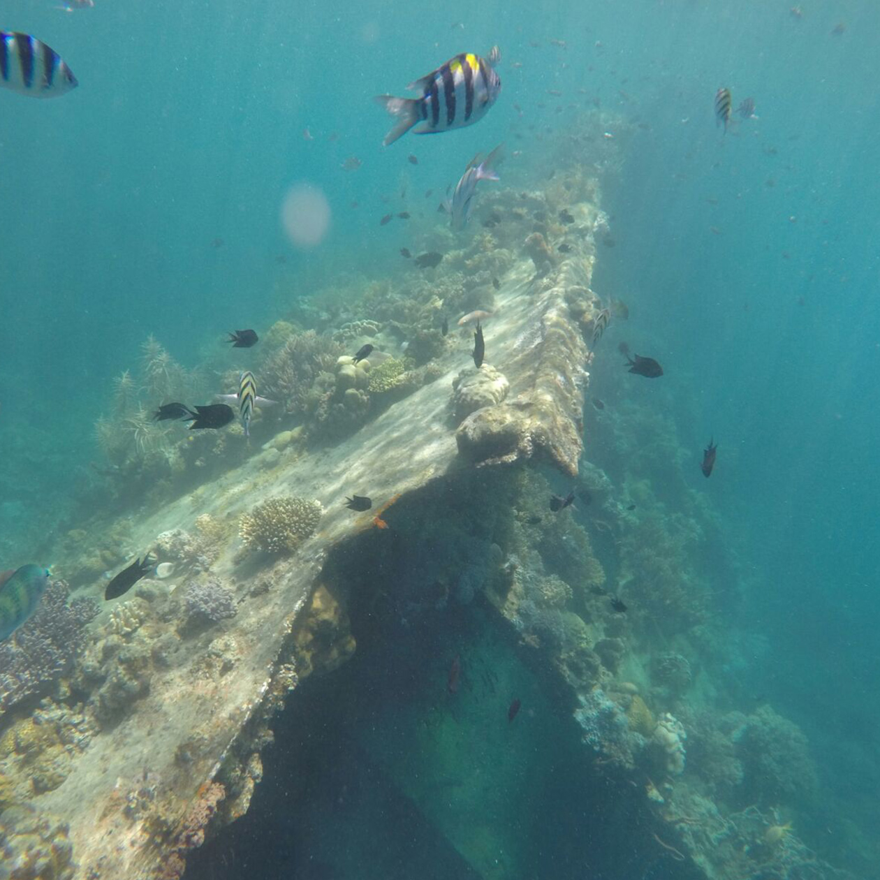 snorkeling sea wreck turtle philippines